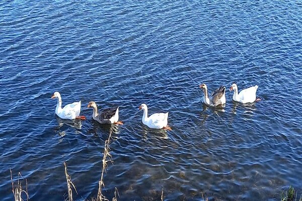 Foto van Charmant chalet in Vielsalm - Vakantiehuis in Vielsalm - AreaSummer20KM