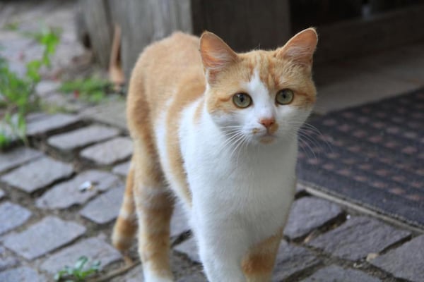 Foto van Waimes Wellness & Natuur Villa - Vakantiehuis in Waimes - Ambiance