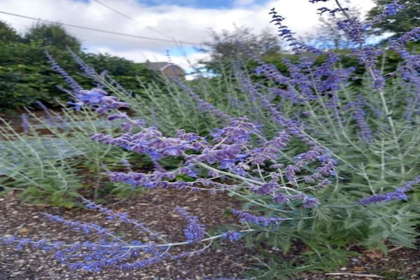 Foto van Chalet in Ardennen bij bosroutes - Vakantiehuis in Xhoffraix - AreaSummer20KM