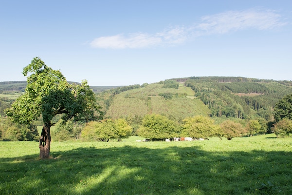 Foto van Huis in Moulin du Ruy met Boszicht - Vakantiehuis in Stoumont-Moulin du ruy - AreaSummer1KM