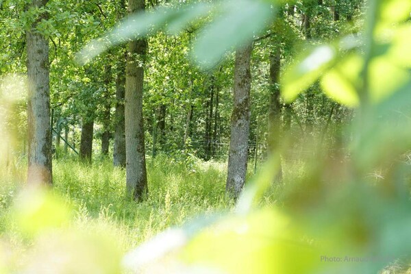 Foto van Vakantiehuis in Durbuy met Jacuzzi & Sauna - Vakantiehuis in Barvaux - AreaSummer20KM