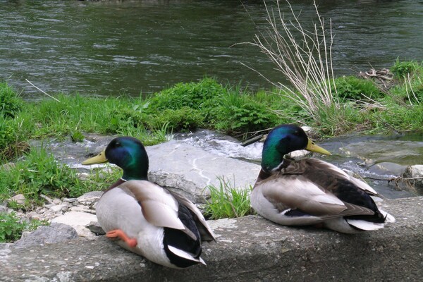Foto van Zonnig tuinhuisje, Alle - Vakantiehuis in Alle-Sur-Semois - AreaSummer5KM