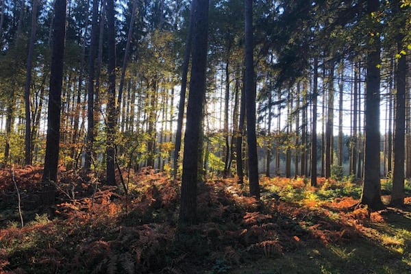 Foto van Chalet in Oignies met bosrijke omgeving - Vakantiehuis in Oignies en Thiérache - AreaSummer20KM