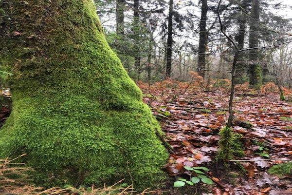 Foto van Chalet in België met prachtig uitzicht - Vakantiehuis in Virtoine - AreaSummer20KM