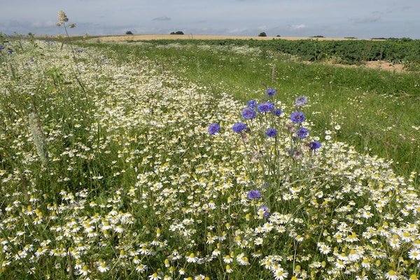 Foto van Vakantiehuis in Marche-en-Famenne bij Trein - Vakantiehuis in Marloie - Ambiance