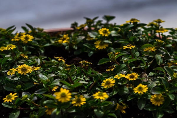 Foto van Vakantiehuis in Durbuy met Tuin & BBQ - Vakantiehuis in Durbuy - AreaSummer20KM